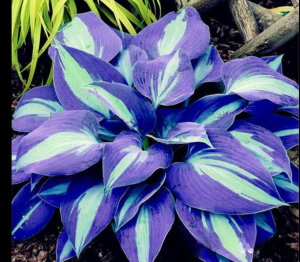 Хоста Аурелия купить по цене от 450р. в интернет-магазине «Посадика» с доставкой почтой в в Иркутске и по всей России – [изображение №1].