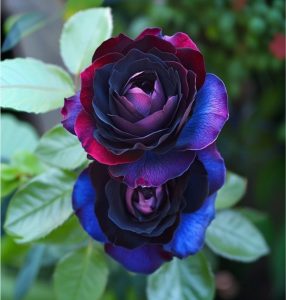 Роза Скарлет Рэвери купить по цене от 489р. в интернет-магазине «Посадика» с доставкой почтой в в Иркутске и по всей России – [изображение №1].