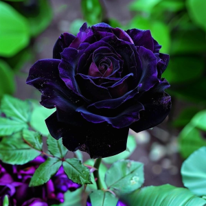 Роза Блэк Пантер купить по цене от 319р. в интернет-магазине «Посадика» с доставкой почтой в в Иркутске и по всей России – [изображение №1].