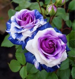 Роза Айвори Каскад купить по цене от 420р. в интернет-магазине «Посадика» с доставкой почтой в в Иркутске и по всей России – [изображение №1].